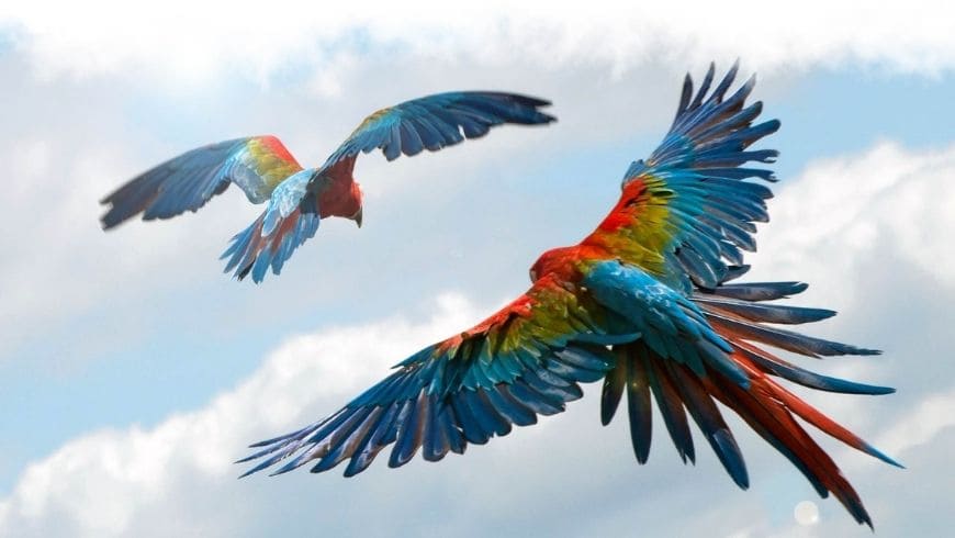 Attraction les Géants du ciel